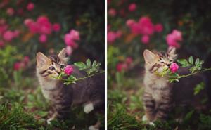  / Najslađa stvar: Životinje koje obožavaju cvijeće, FOTO: Bored Panda