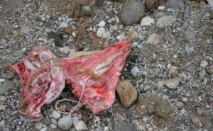  / Ljubljana: Svinjske glave i krv na gradilištu Islamskog kulturnog centra, FOTO: RTVSLO