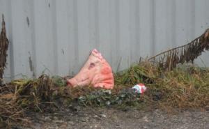  / Ljubljana: Svinjske glave i krv na gradilištu Islamskog kulturnog centra, FOTO: RTVSLO