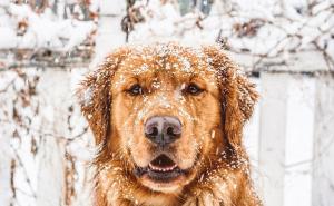  / On je vaš najbolji prijatelj: Pas kao odličan saveznik u putovanju, FOTO: Bored Panda