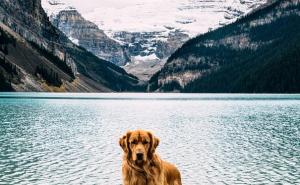  / On je vaš najbolji prijatelj: Pas kao odličan saveznik u putovanju, FOTO: Bored Panda