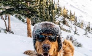  / On je vaš najbolji prijatelj: Pas kao odličan saveznik u putovanju, FOTO: Bored Panda