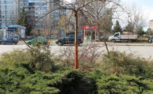  / KJKP Park Sarajevo: Novi primjer uništavanja zelenila na Otoci, FOTO: KJKP Park