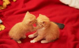  / obsessedwithkittycats