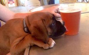  / FOTO: Thechive.com