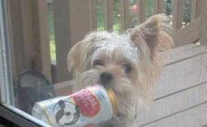  / FOTO: Thechive.com