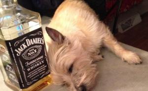  / FOTO: Thechive.com