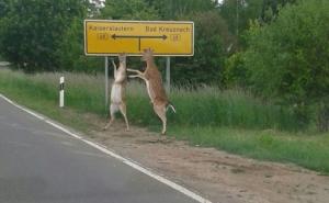  / FOTO: twistedsifter