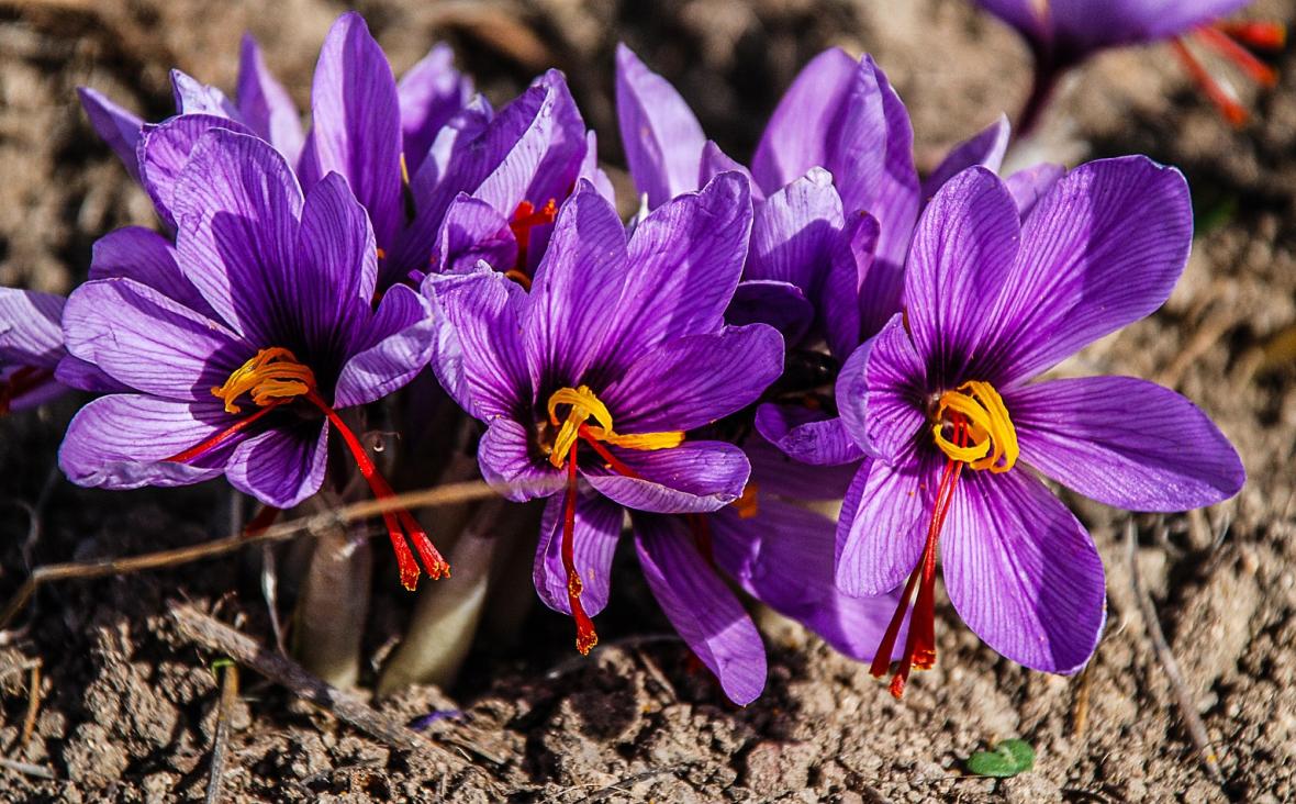 Pixabay/Cvijet šafrana