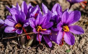 Pixabay / Cvijet šafrana