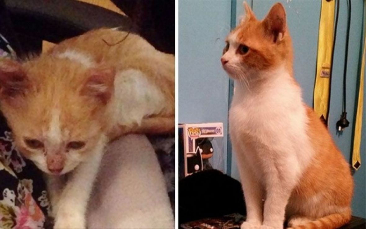 Котенок подобранный с улицы. Подобранные котята до и после. Котята до и после спасения. Бездомные кошки до и после. Коты с улицы до и после.