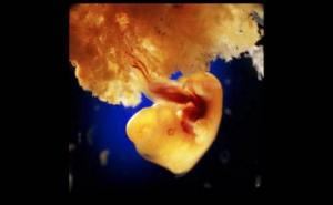  / 40 dana kasnije: vanjske ćelije fetusa vežu se za matericu i stvara se placenta