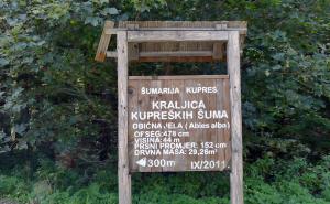 AA / Šumari u Bosni i Hercegovini godinama pažljivo čuvaju jelu, kako je zovu, "kraljicu" kupreških šuma. 