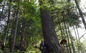 AA / Šumari u Bosni i Hercegovini godinama pažljivo čuvaju jelu, kako je zovu, "kraljicu" kupreških šuma. 