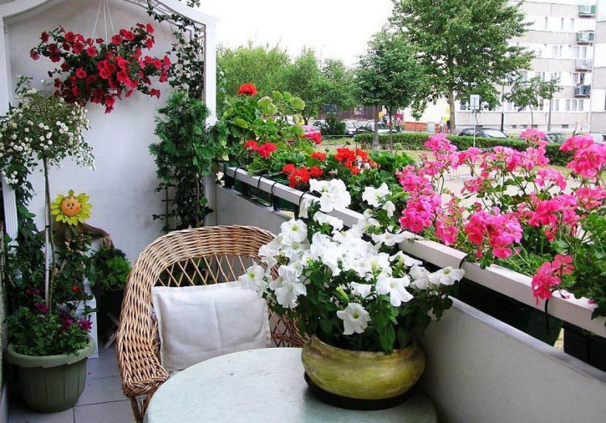 Vrt U Kući Sađenje I Uzgoj Cvijeća Na Balkonu Najbolji
