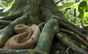Creative Commons / Ostrvo zmija u Brazilu