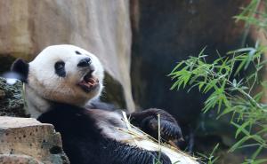 Foto: AA / Kineske pande uživaju u posebnom "diplomatskom" tretmanu