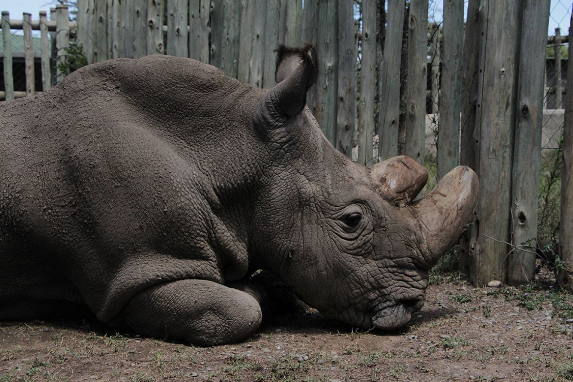 Foto: AA/Sudan je bio posljednji mužjak sjevernog bijelog nosoroga na svijetu