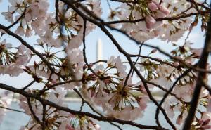 FOTO: AA / Nacionalni festival cvijeta trešnje u Washingtonu