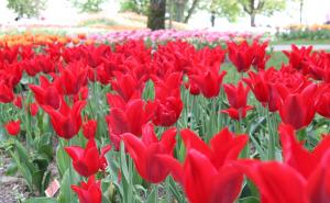 Foto: Anadolija / Festival tulipana u Švicarskoj