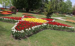 Foto: Anadolija / Festival tulipana u Švicarskoj