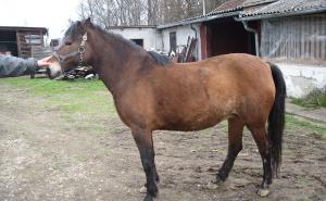 Anadolija / Pašaga Hećimović iz Orašja sa suprugom i kćerkom osnovao je ergelu i krenuo sa selektivnim uzgojem bosanskog brdskog konja.