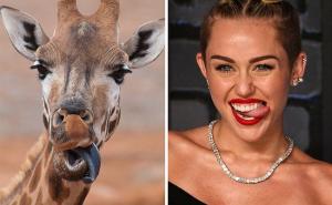 Foto: Incredible Nature /  Miley Cyrus i žirafa istog izraza lica