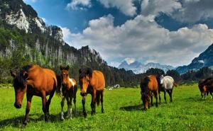 Foto: Dinno Kasalo / Bosanski brdski konji na planini Prenj