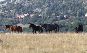 Foto: Dženan Kriještorac / Borova Glava i livanjski divlji konji