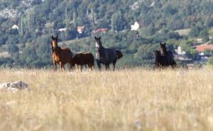 Foto: Dženan Kriještorac / Borova Glava i livanjski divlji konji