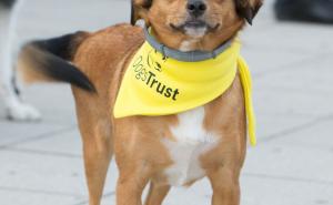 Foto: Dogs Trust / Četveronožne slatkoće na Dobrinji!