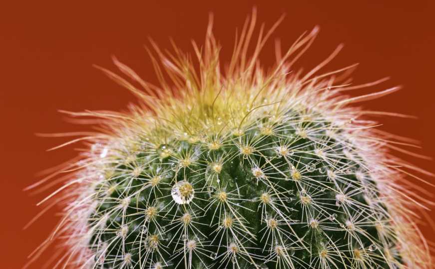  Kaktusova voda sadrži visoku koncentraciju elektrolita koji hidriraju kožu