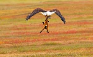 FOTO: Kevin Ibi / Epska borba lisice, orla i zeca