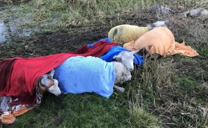 Foto: RSPCA / Ovce bile zarobljene u hladnoj vodi