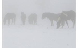 Foto: Dinno Kasalo / Konji spašeni iz sigurne smrti