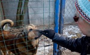 Foto: RSE / Kiev: Azil za pse i mačke