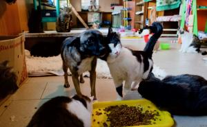 Foto: RSE / Kiev: Azil za pse i mačke