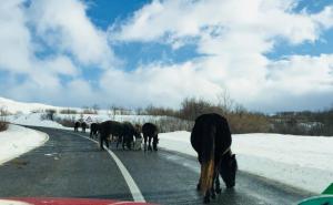 Foto: Facebook Šejla Mujkić-Kevrić  / Livanjski konji u inat vukovima, zimi, vladaju ogromnim pašnjacima u BiH