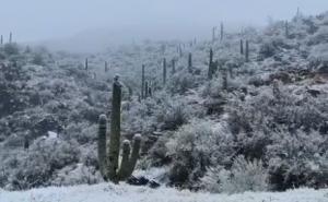 Foto: Twitter / Snijeg pao na kaktuse u pustinjama Arizone