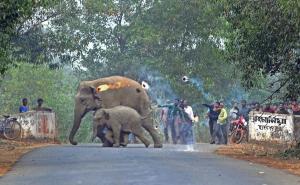 Foto: Caters News Agency / Slonovi gube bitku s ljudima...