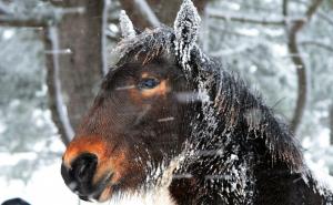 Foto: Dinno Kasalo / Bosanski brdski konj