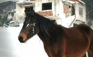 Foto: Dinno Kasalo / Bosanski brdski konj