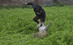 Foto: Tanjug / Borba leoparda i čovjeka