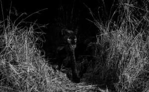 Foto: Burrard Lucas, Camtraptions / Rijetki crni leopard u Africi