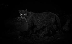 Foto: Burrard Lucas, Camtraptions / Rijetka životinja snimljena u Africi