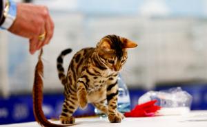 Foto: AA / Sajam mačaka u Moskvi