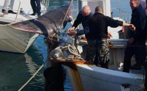 FOTO: iPress / U ribarsku mrežu ulovili morskog psa dugog 8 metara