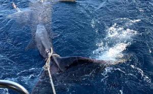 FOTO: iPress / U ribarsku mrežu ulovili morskog psa dugog 8 metara