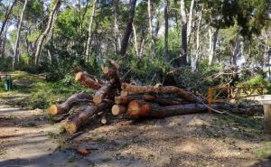 FOTO: Arhiv / Prijedorčanin poginuo prilikom sječe šume