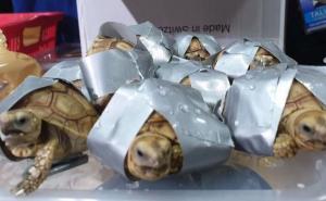 Foto: Sky News / Krijumčarene kornjače